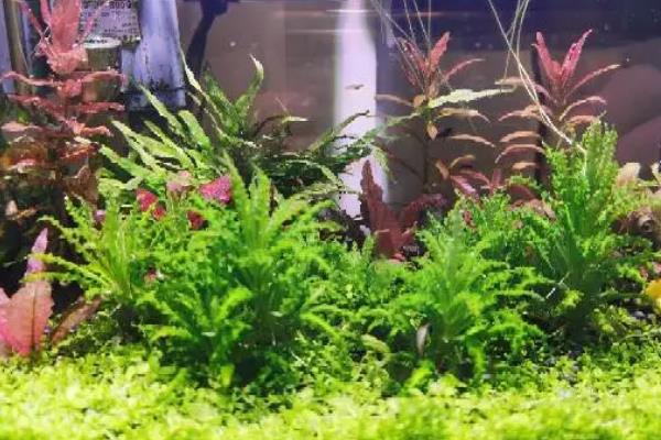 粉丝太阳水草好不好养，属于比较好养的植物