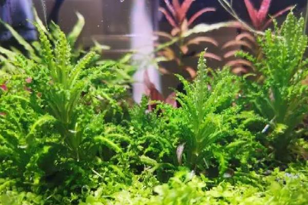 粉丝太阳水草好不好养，属于比较好养的植物