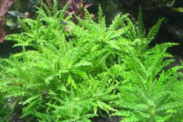 粉丝太阳水草好不好养，属于比较好养的植物
