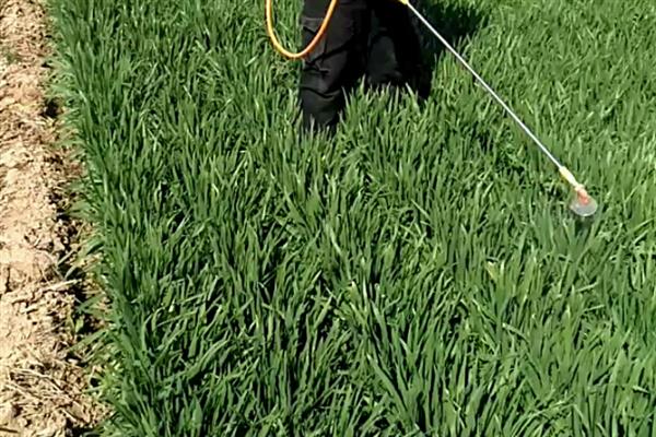 杀虫单不能在哪些作物上使用，棉花、大豆类植物都不能用
