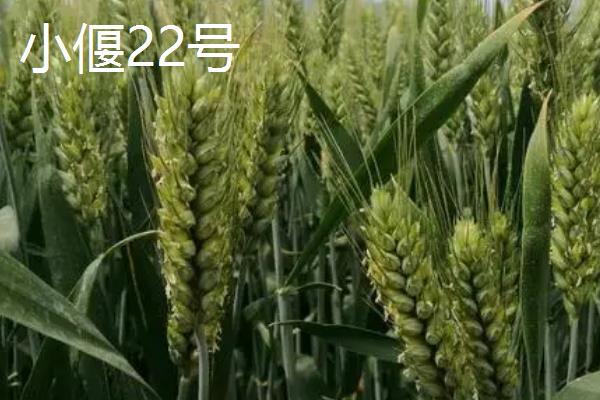 河北高产小麦品种，常见的有衡麦29、马兰1号等