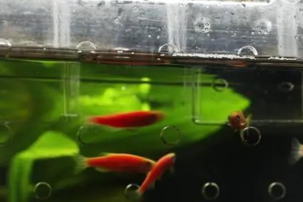 斑马鱼幼苗的养殖方法，水温保持在24-26℃之间
