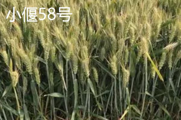 河北高产小麦品种，常见的有衡麦29、马兰1号等