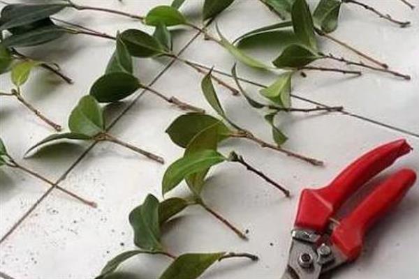 茶花的扦插方法，选择长势良好的花枝作为扦插用的枝条