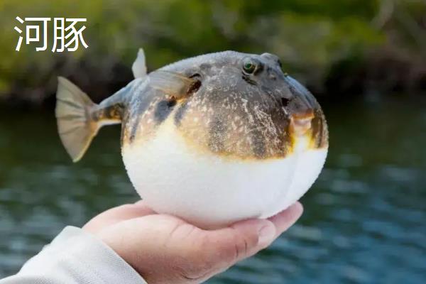 河豚的产地在哪，我国长江、黄河、东南沿海等地均有分布