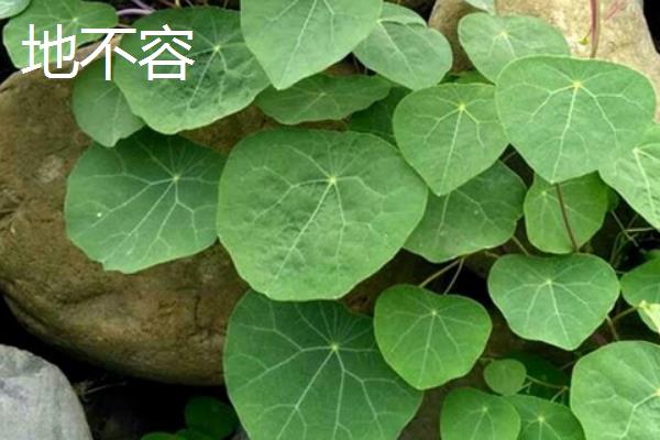 地不容和金不换的区别是什么，属性、形态和分布均不同