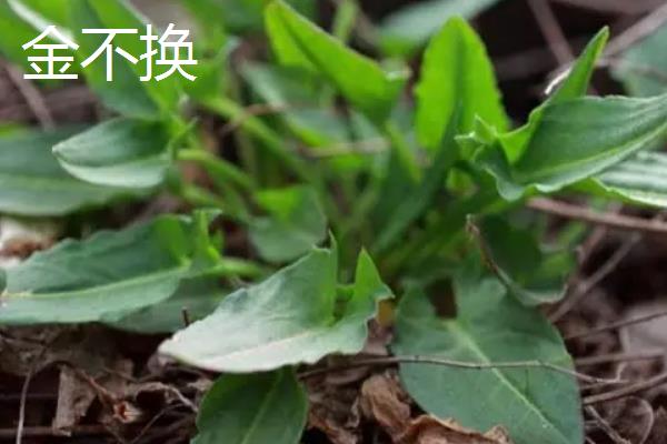 地不容和金不换的区别是什么，属性、形态和分布均不同