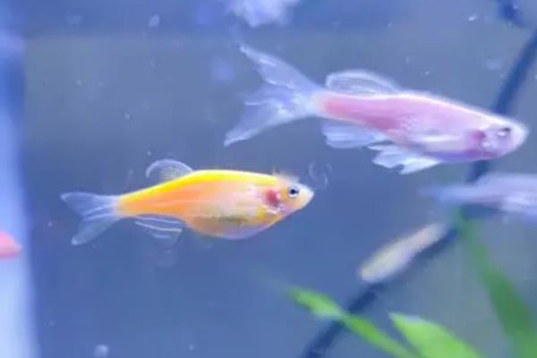 斑马鱼产卵要公鱼吗，斑马鱼产卵是需要公鱼的