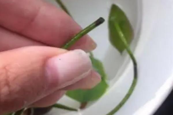 碗莲叶子发黑腐烂怎么处理，需及时剪掉发黑腐烂的叶子