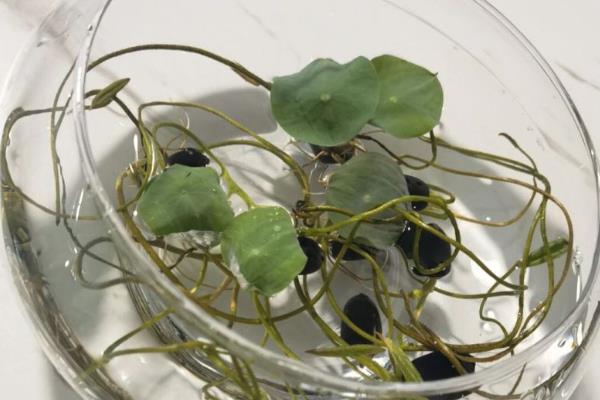 碗莲叶子发黑腐烂怎么处理，需及时剪掉发黑腐烂的叶子