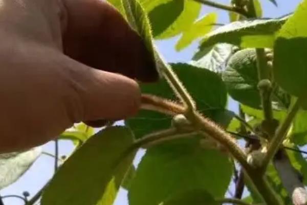 猕猴桃枯萎的原因，可能是施肥不当或药害等