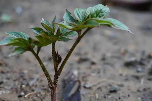 芍药花种植方法，可在每年秋季种植