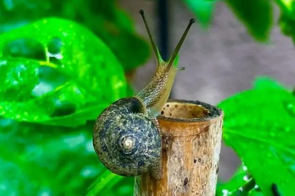 蜗牛有些什么结构，躯体包含眼、口、足、壳、触角