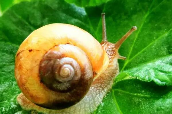 蜗牛有些什么结构，躯体包含眼、口、足、壳、触角