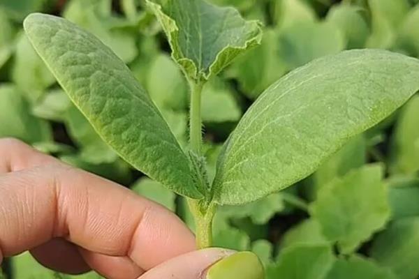 秋葵的产量如何提高，首先要选择好优良品质