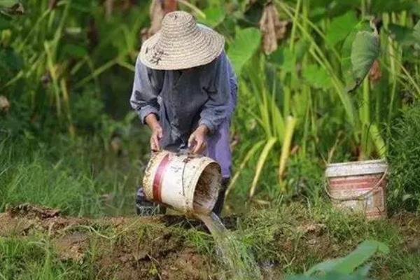 秋葵的产量如何提高，首先要选择好优良品质