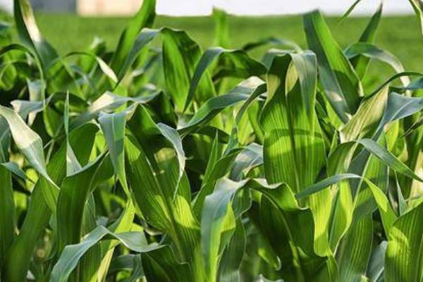 6月份能不能种玉米，可在7月份之前播种