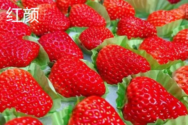草莓五月份还会结果吗，草莓在5月份可以结果