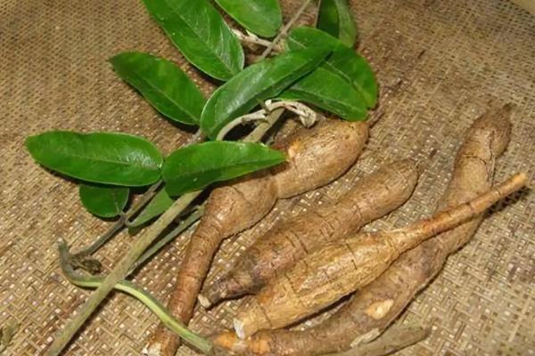 野生牛大力的外形特点,其块根通常呈圆柱状
