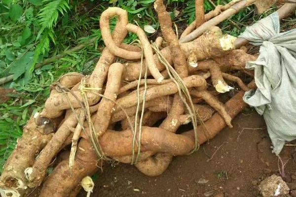 野生牛大力的外形特点,其块根通常呈圆柱状