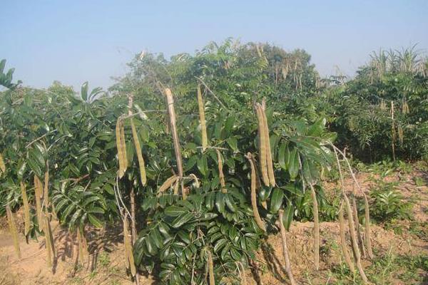 野生牛大力的外形特点,其块根通常呈圆柱状