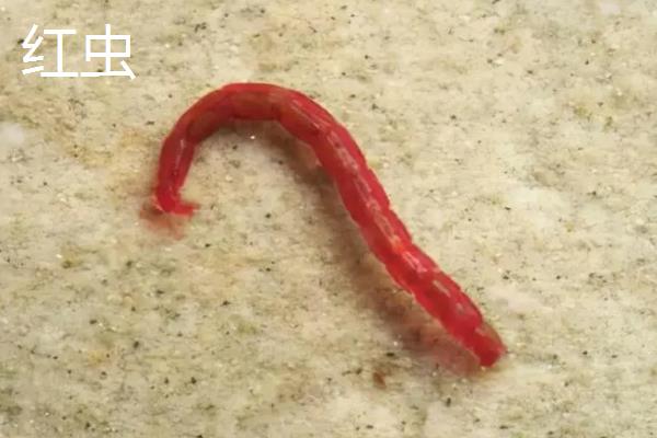 鼠鱼喂什么饲料，可选择动物性饲料或植物性饲料等