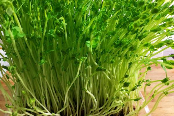 麻豌豆苗可以割多少次，通常可收割3次左右