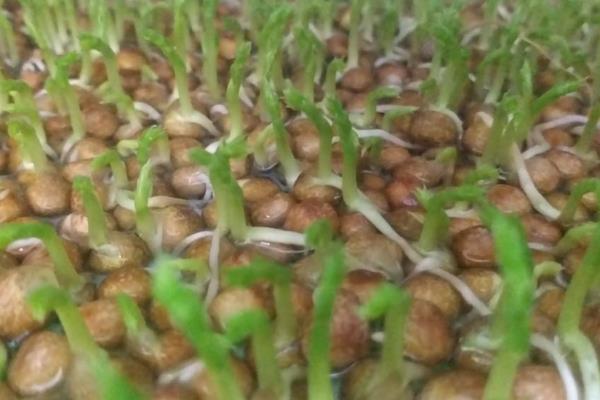 麻豌豆苗可以割多少次，通常可收割3次左右