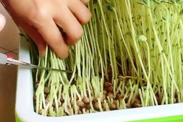 麻豌豆苗可以割多少次，通常可收割3次左右