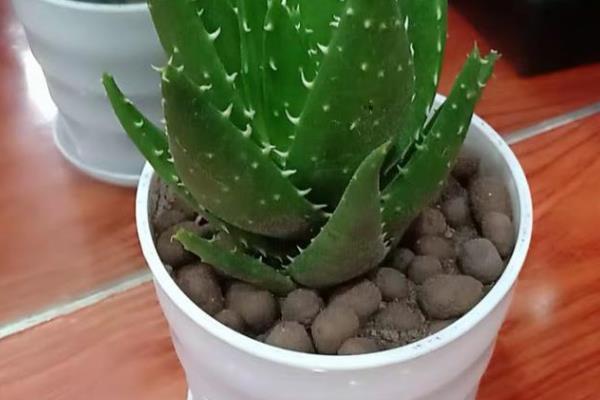 芦荟能放在卧室吗，植株没有毒性可以放卧室
