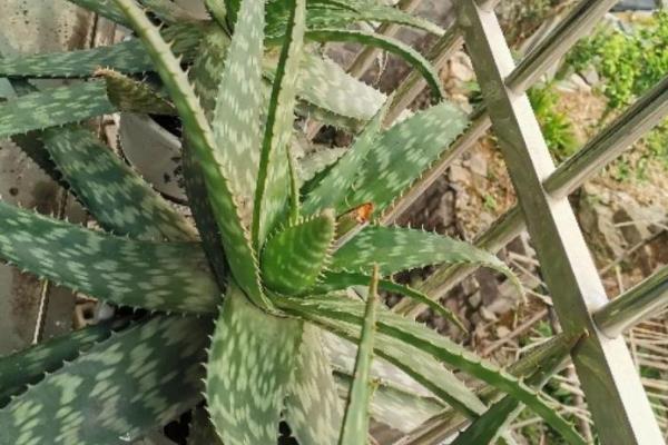 芦荟能放在卧室吗，植株没有毒性可以放卧室