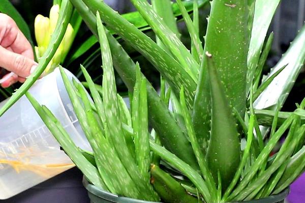 芦荟能放在卧室吗，植株没有毒性可以放卧室