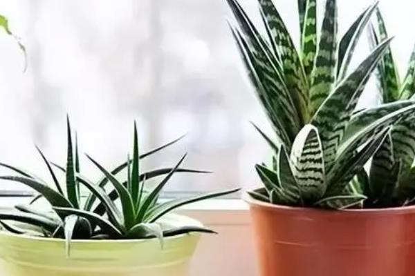 芦荟能放在卧室吗，植株没有毒性可以放卧室