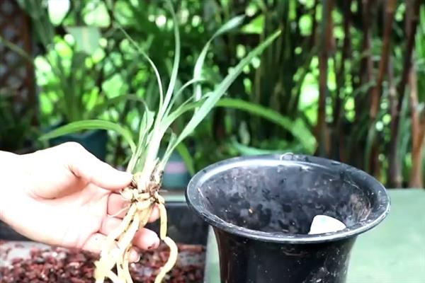兰花的养殖方法，在生长期或开花季节应多浇水