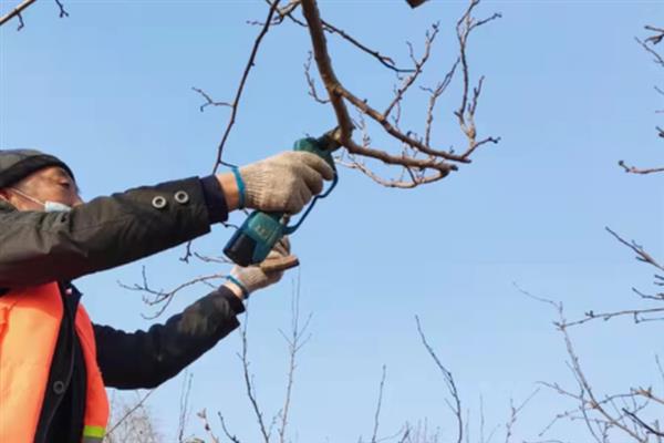 杏树什么时候修剪，通常在5月底到6月初进行定干定梢
