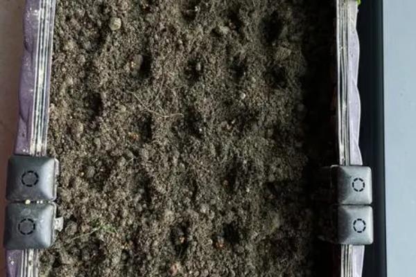 阳台种香菜细的原因，可能是土壤不适或缺少水分等