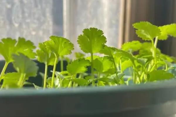 阳台种香菜细的原因，可能是土壤不适或缺少水分等