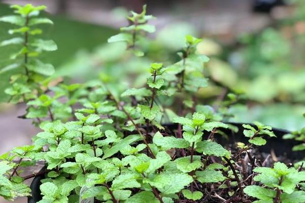 怎么养驱蚊草，适宜生长的温度在20℃左右