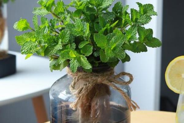 怎么养驱蚊草，适宜生长的温度在20℃左右