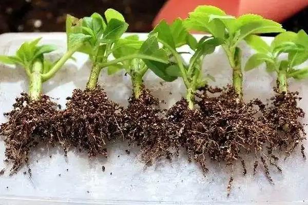 怎么养驱蚊草，适宜生长的温度在20℃左右
