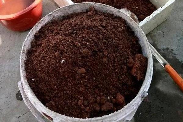 怎么养驱蚊草，适宜生长的温度在20℃左右