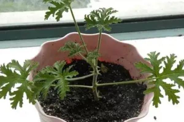 怎么养驱蚊草，适宜生长的温度在20℃左右
