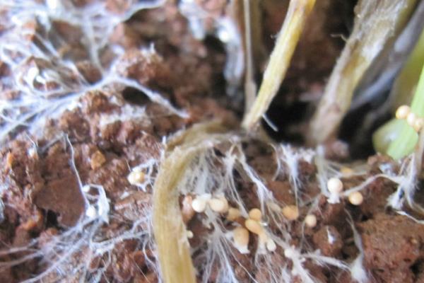 如何让吊兰长得更旺盛，春末至秋初每隔7-10天追施一次肥料