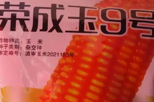 强硕68玉米简介，从出苗至成熟大约需要103.7天