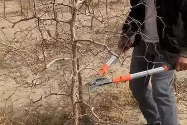 栽种枣树的时间，建议在秋季栽种