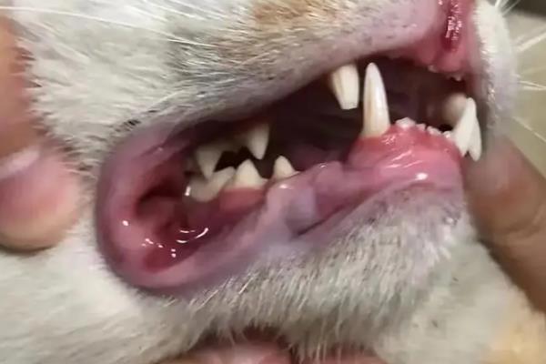 猫咪口臭如何治疗，先找出导致口臭的原因再对症治疗