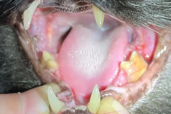 猫咪口臭如何治疗，先找出导致口臭的原因再对症治疗