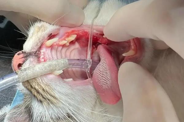 猫咪口臭如何治疗，先找出导致口臭的原因再对症治疗