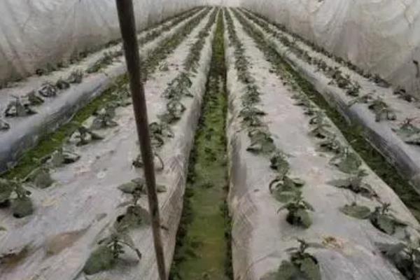连阴天对大棚蔬菜有何影响，容易发生冷害、阻碍光合作用、引发病害