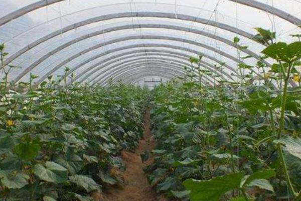连阴天对大棚蔬菜有何影响，容易发生冷害、阻碍光合作用、引发病害